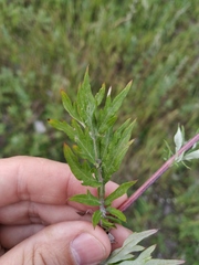 Artemisia mongolica