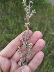 Artemisia mongolica