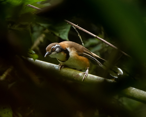 Lesser Necklaced Laughingthrush (Garrulax monileger), photo 10