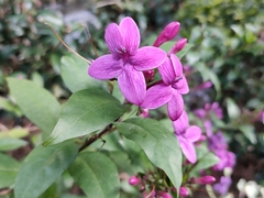 Pseuderanthemum laxiflorum