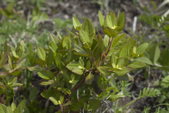 Rhododendron sichotense