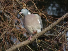 Columba palumbus