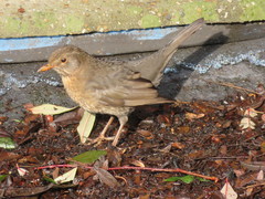 Turdus merula
