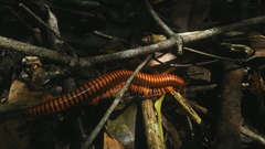 Aphistogoniulus corallipes