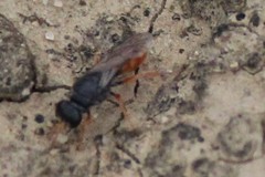 Miscophini