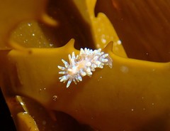 Caldukia affinis
