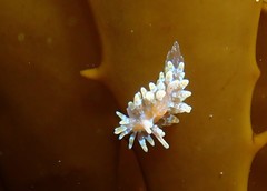 Caldukia affinis