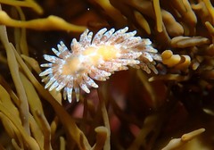 Caldukia affinis