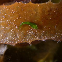 Parvicrepis parvipinnis