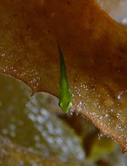 Parvicrepis parvipinnis