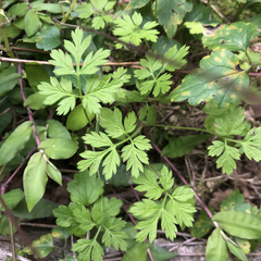 Ranunculus silerifolius