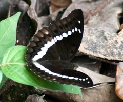 Bassarona teuta
