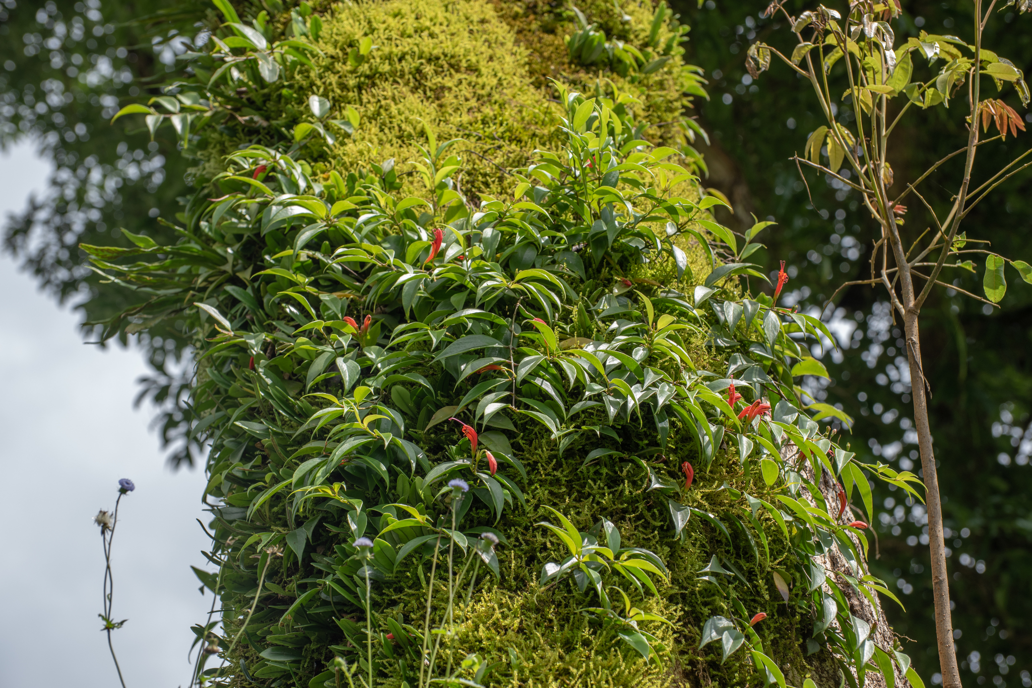 Aeschynanthus lancilimbus