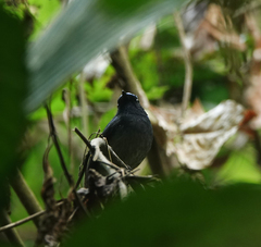 Niltava macgrigoriae