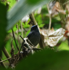 Niltava macgrigoriae