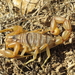 Escorpión Amarillo de Sierra Nevada - Photo (c) Simon Oliver, algunos derechos reservados (CC BY-NC), subido por Simon Oliver