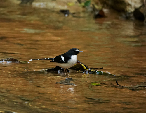 Black-backed Forktail (Enicurus immaculatus), photo 8