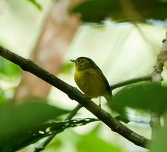 Phylloscopus burkii