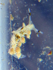 Eubranchus rustyus