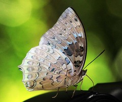 Charaxes durnfordi