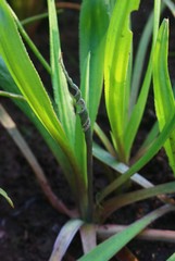 Cryptocoryne retrospiralis