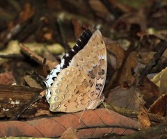 Charaxes durnfordi