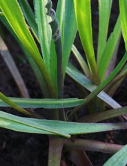 Cryptocoryne retrospiralis