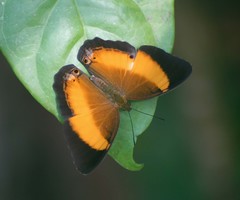 Cirrochroa satellita