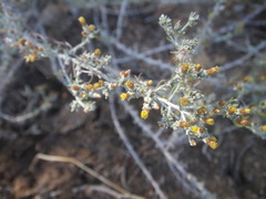Helichrysum asperum