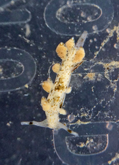 Eubranchus rustyus