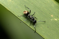Polyrhachis mjobergi