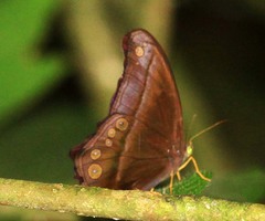 Coelites epiminthia