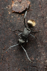 Polyrhachis tubifera