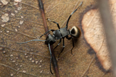 Polyrhachis tubifera