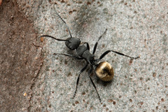 Polyrhachis erato