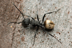 Polyrhachis erato