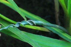 Cryptocoryne retrospiralis