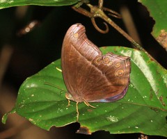 Coelites epiminthia