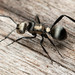 Daemel's Spiny Ant - Photo (c) Mark Ayers, some rights reserved (CC BY-NC), uploaded by Mark Ayers