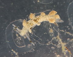 Eubranchus rustyus