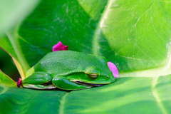 Zhangixalus taipeianus