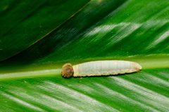Seseria formosana