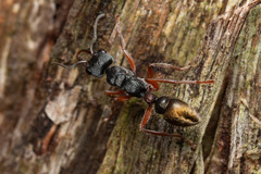 Myrmecia chrysogaster