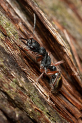 Myrmecia chrysogaster