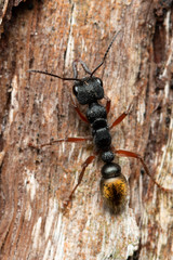 Myrmecia chrysogaster
