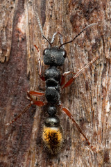 Myrmecia chrysogaster