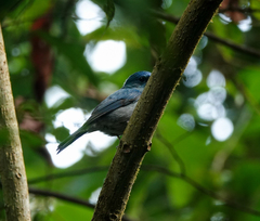 Cyornis unicolor
