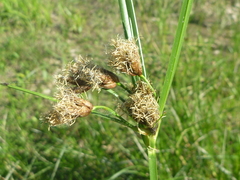 Bolboschoenus laticarpus