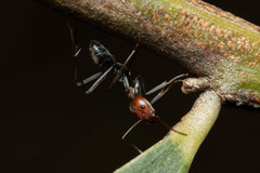 Iridomyrmex rubriceps