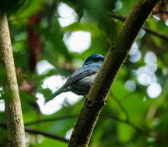 Cyornis unicolor